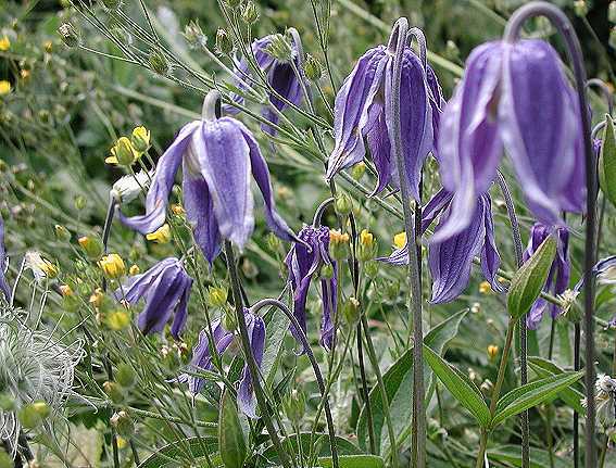 Clematis integrifolia