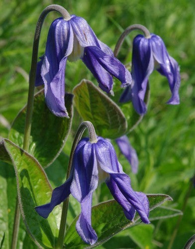 Clematis integrifolia
