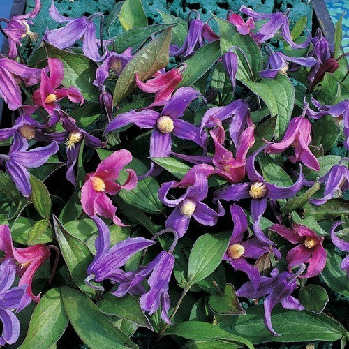Clematis integrifolia