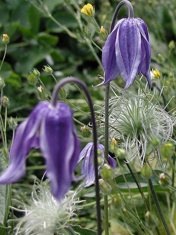 Clematis integrifolia