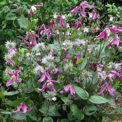 Clematis integrifolia
