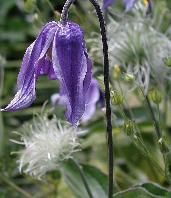 Clematis integrifolia