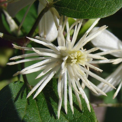 Clematis vitalba