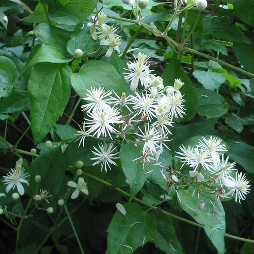 Clematis vitalba