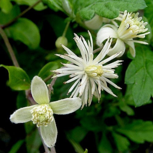 Clematis vitalba