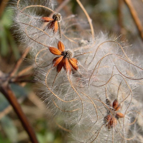 Clematis vitalba