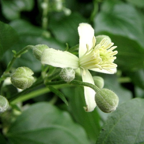 Clematis vitalba