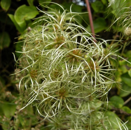 Clematis vitalba