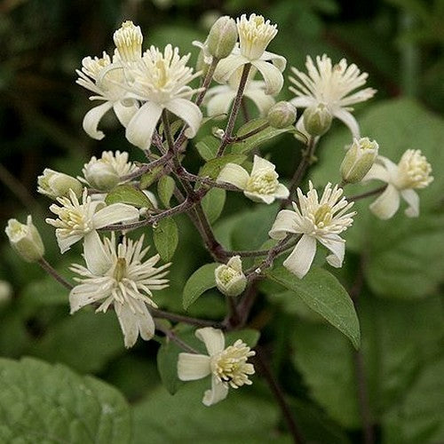 Clematis vitalba
