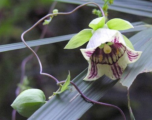 Codonopsis pilosula