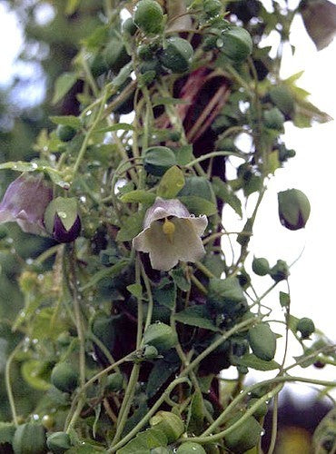 Codonopsis pilosula