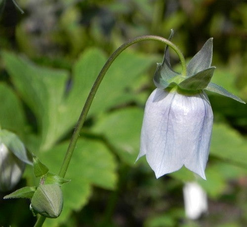 Codonopsis pilosula