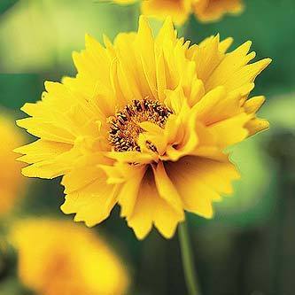Coreopsis lanceolata 'Sunray' / 'Presto' / 'Early Sunrise' /