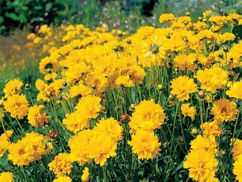 Coreopsis lanceolata 'Sunray' / 'Presto' / 'Early Sunrise' /