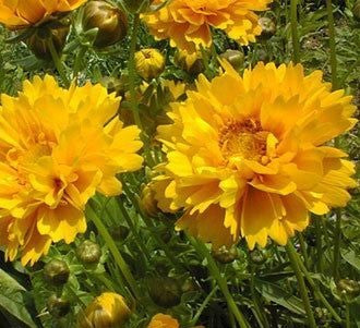 Coreopsis lanceolata 'Sunray' / 'Presto' / 'Early Sunrise' /