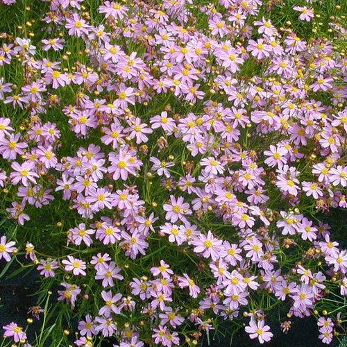 Coreopsis rosea 'American Dream'