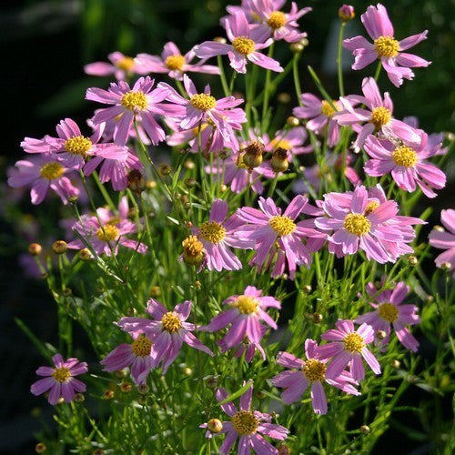 Coreopsis rosea 'American Dream'