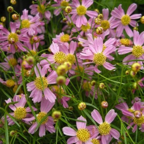 Coreopsis rosea 'American Dream'