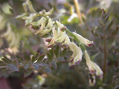 Corydalis ophiocarpa