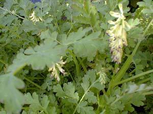Corydalis ophiocarpa