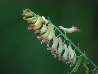Corydalis ophiocarpa