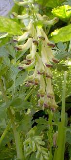 Corydalis ophiocarpa