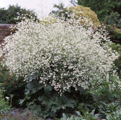 Crambe cordifolia