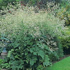Crambe cordifolia