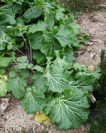 Crambe cordifolia
