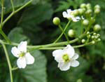 Crambe cordifolia