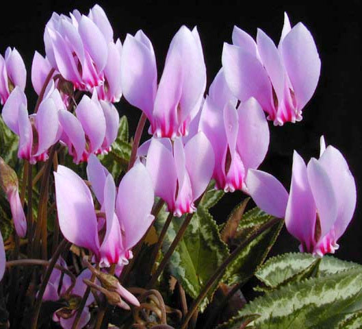 Cyclamen cilicium