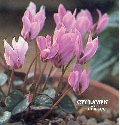 Cyclamen cilicium