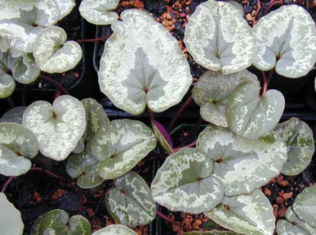 Cyclamen cilicium
