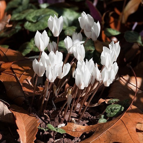 Cyclamen cilicium 'Album'