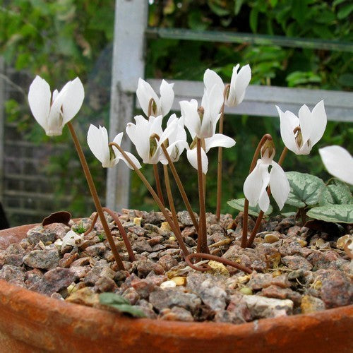 Cyclamen cilicium 'Album'
