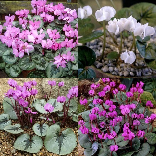 Cyclamen coum 'All Colours & Forms'
