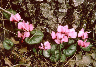 Cyclamen coum