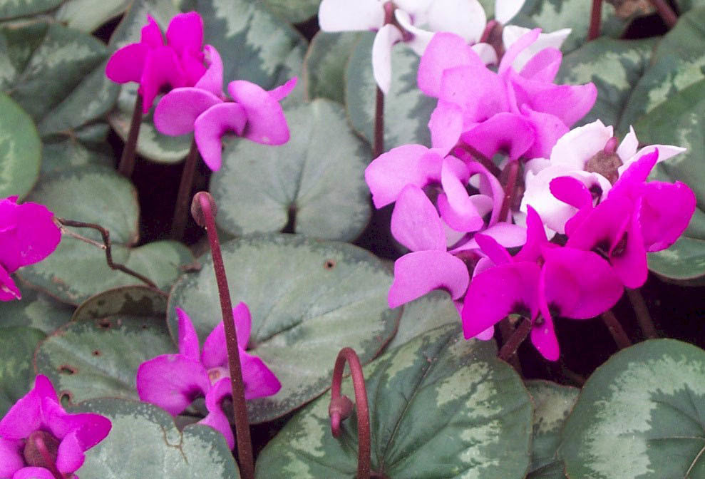 Cyclamen coum