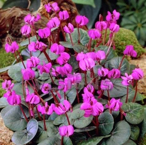 Cyclamen coum rubrum