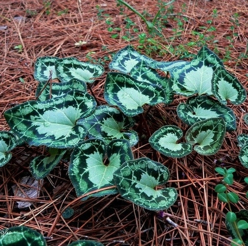 Cyclamen graecum