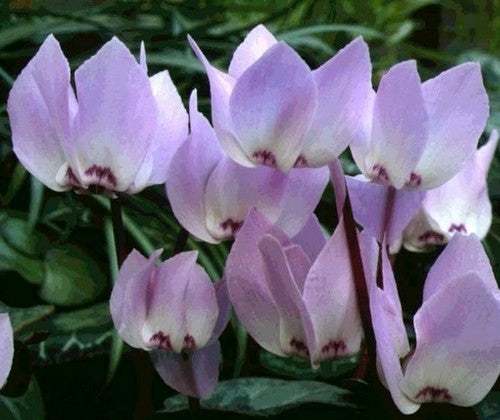 Cyclamen libanoticum