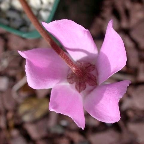 Cyclamen libanoticum