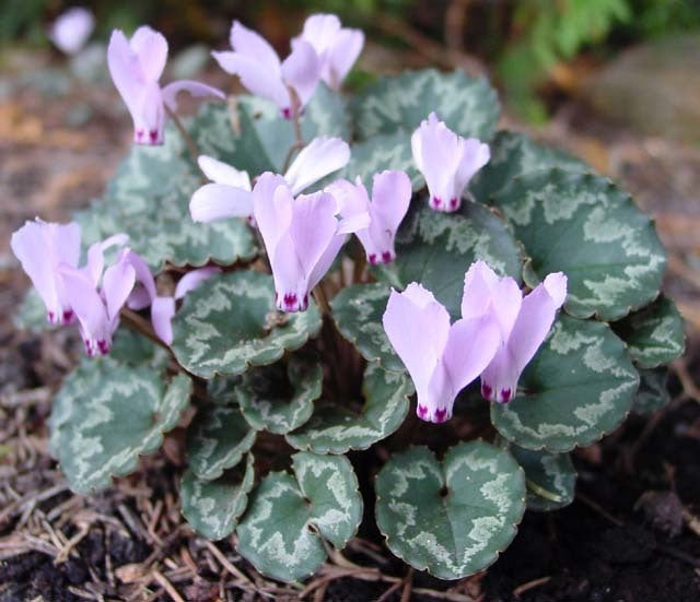 Cyclamen mirabile