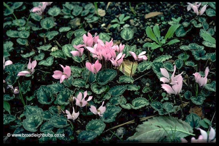 Cyclamen mirabile
