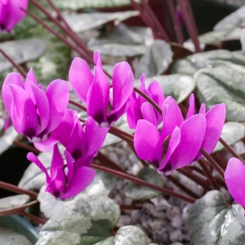 Cyclamen pseudibericum