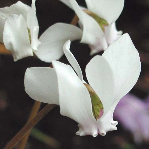 Cyclamen repandum album