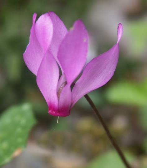 Cyclamen repandum