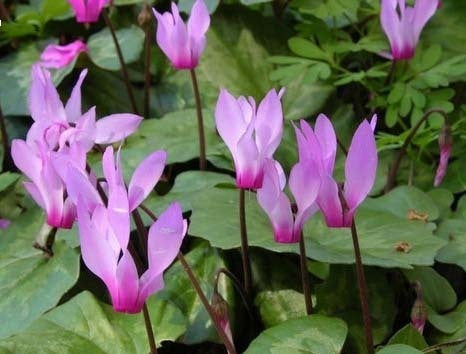 Cyclamen repandum