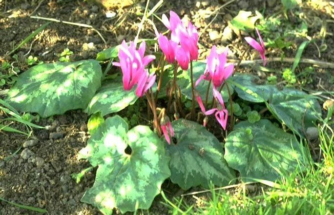 Cyclamen repandum