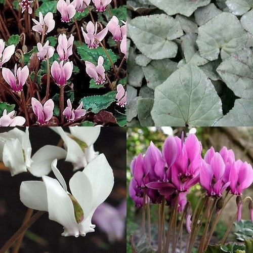 Cyclamen hederifolium 'All Colors & Forms'